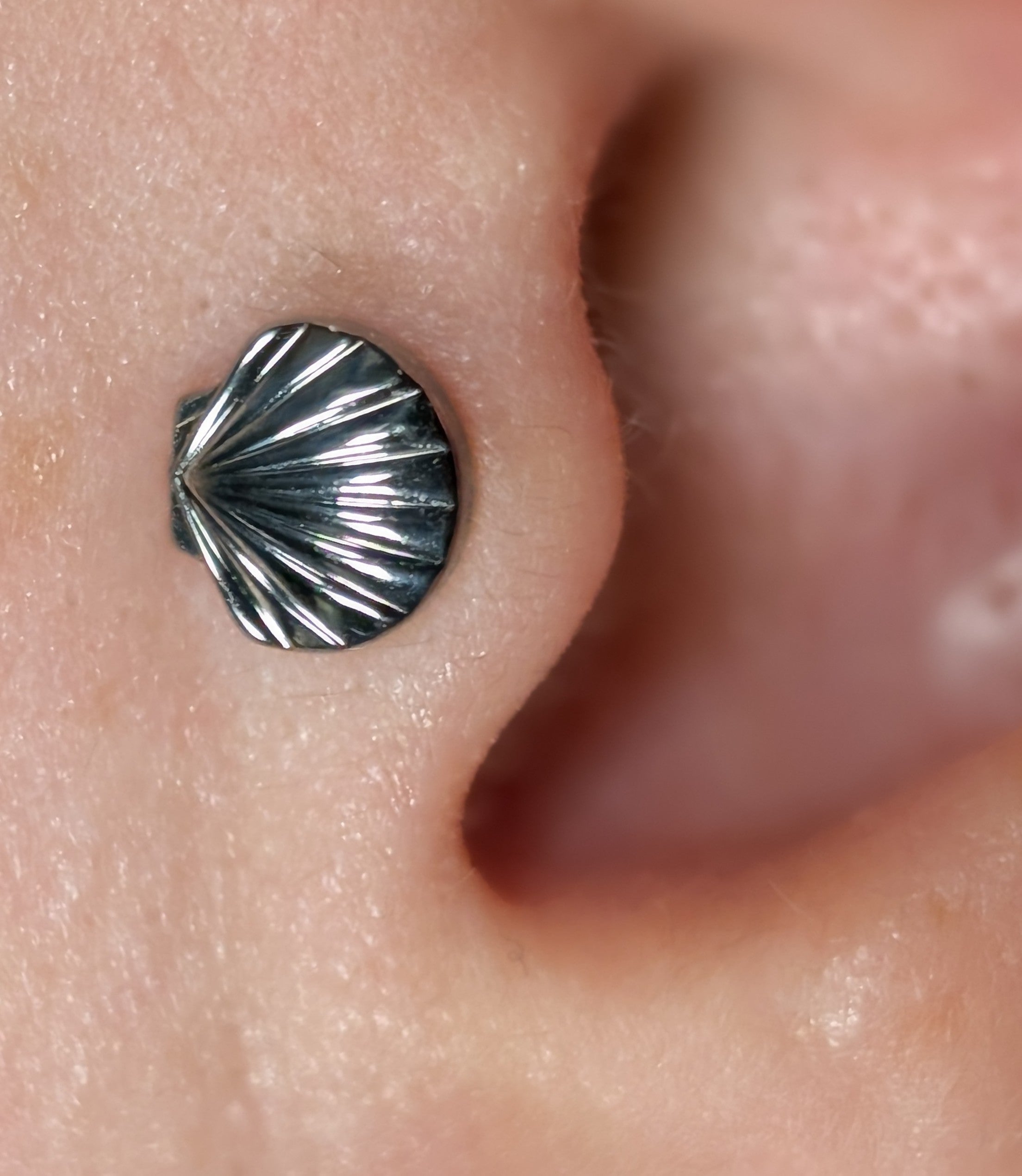 Titanium Threadless Shell End by Junipurr Jewelry